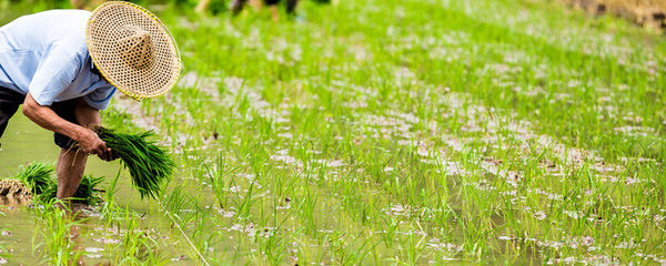 農(nóng)業(yè)中的飼料概念與畜牧漁業(yè)發(fā)展