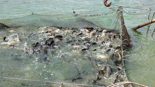 專訪通威農(nóng)發(fā)華西二區(qū)總經(jīng)理彭金鋼 熱水魚早上市搶高價(jià)，“搏夏行動”強(qiáng)助攻何在