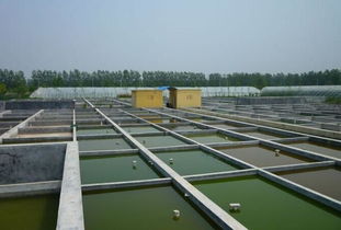 水產(chǎn)養(yǎng)殖專(zhuān)業(yè)畢業(yè)實(shí)踐淺談 從理論到實(shí)踐，兼談新生報(bào)考與飼料選擇