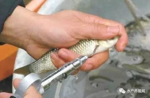 春季畜牧漁業(yè)病害高發(fā)，科學(xué)投喂飼料筑牢養(yǎng)殖防線(xiàn)